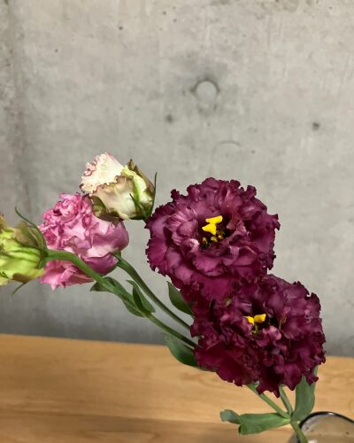 medeluのMODERNコースのボリュームBasicのトルコキキョウ