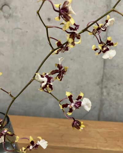 medeluのMODERNコースのボリュームBasicのオンシジューム