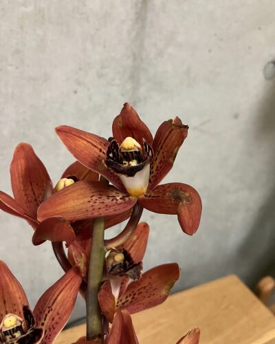 medeluのMODERNコースのボリュームBasicのシンビジウム