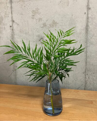 medeluのMODERNコースのボリュームBasicのグレベリア