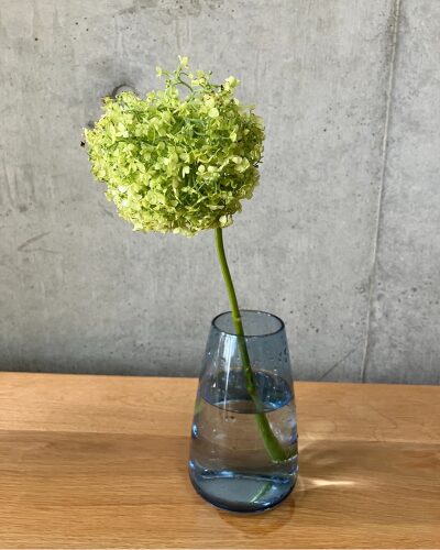 medeluのANYROOMコースのボリュームBasicのアナベルを青の透明ガラス花瓶に生けた様子