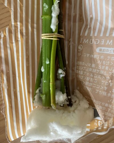 お花の茎が吸水ゼリーで保水されている様子