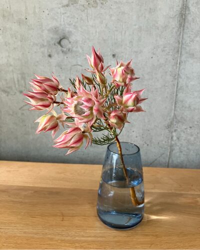 medeluのANYROOMコースのボリュームBasicのセルリアを青の透明ガラス花瓶に生けた様子