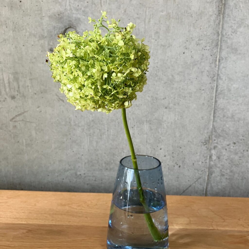 medeluのANYROOMコースのボリュームBasicのアナベルを青の透明ガラス花瓶に生けた様子