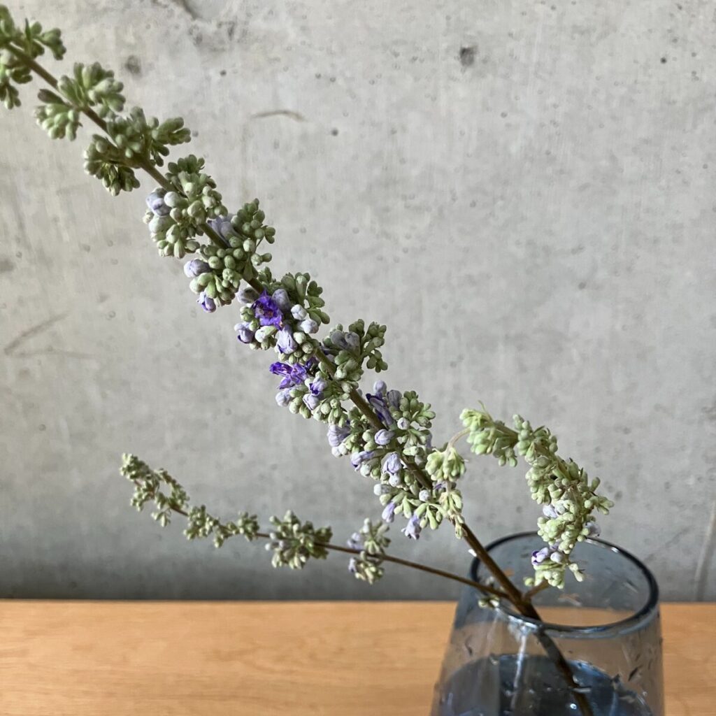 medeluのANYROOMコースのボリュームBasicのセイヨウニンジンボクを青の透明ガラス花瓶に生けた様子