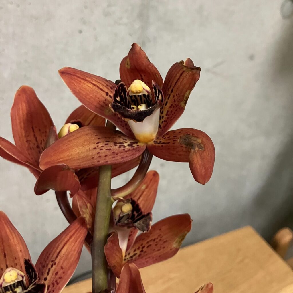 medeluのMODERNコースのボリュームBasicのシンビジウム