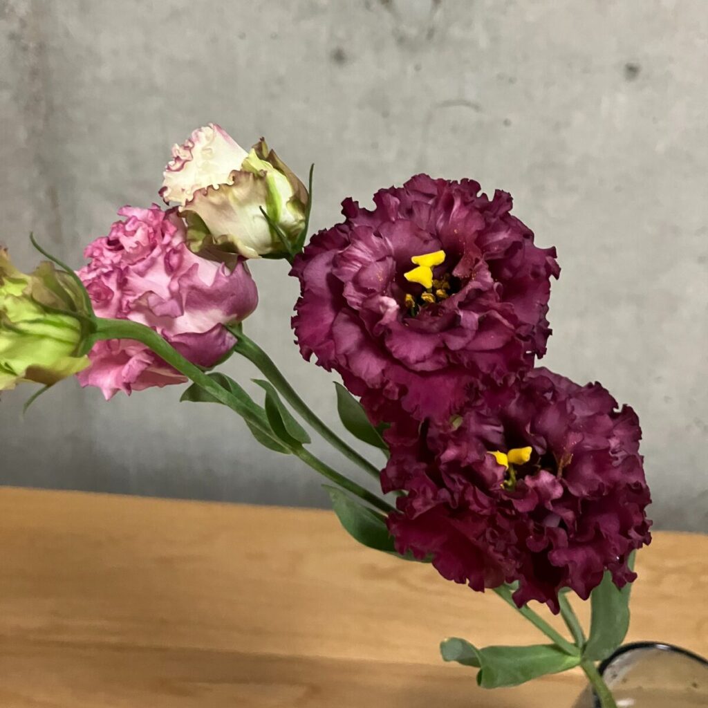 medeluのMODERNコースのボリュームBasicのトルコキキョウ