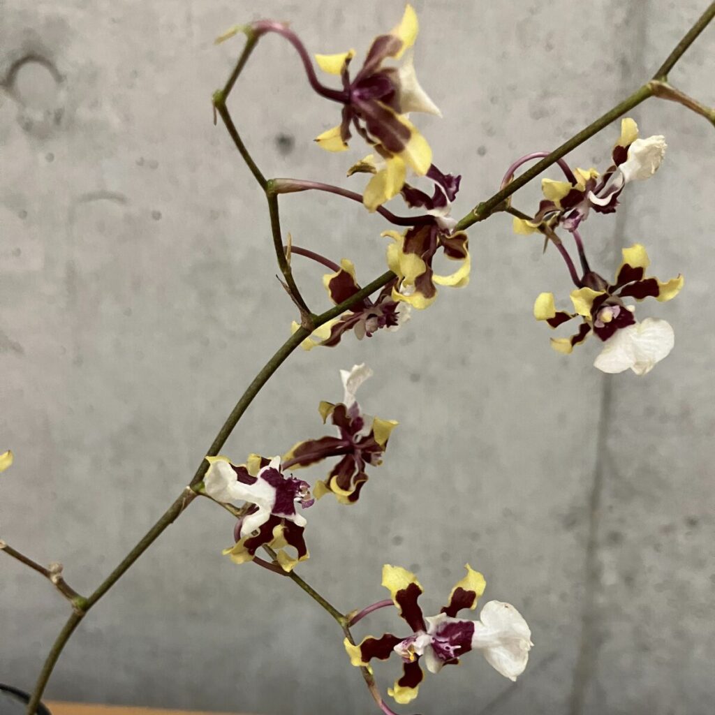 medeluのMODERNコースのボリュームBasicのオンシジューム