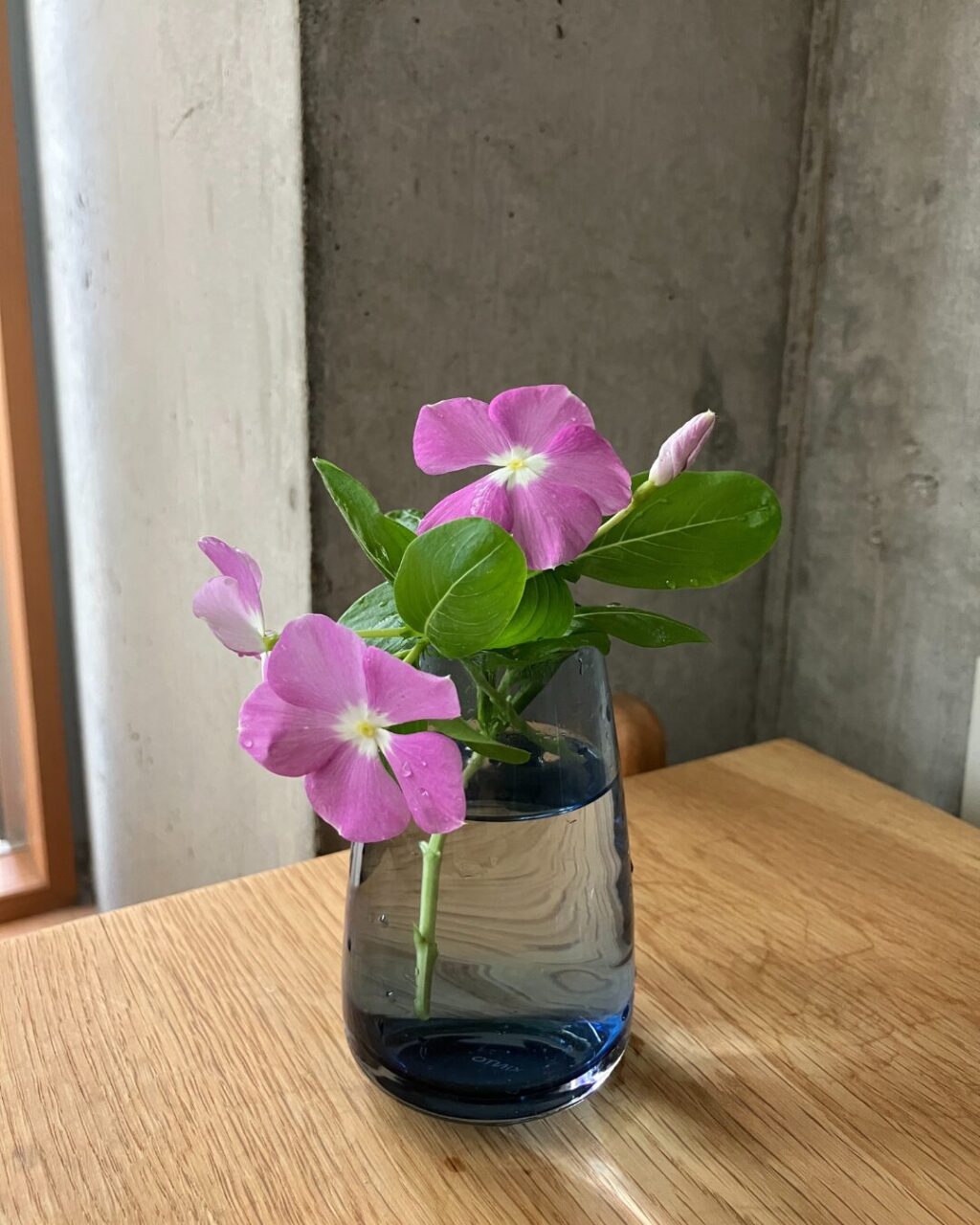 AQUA CULTURE VASEのサイズSのブルーにニチニチソウを生けた様子