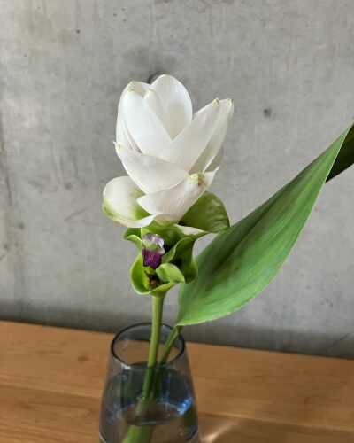 クルクマのアップ写真