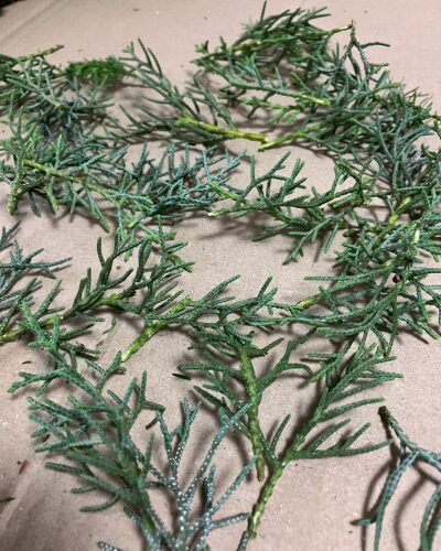 ブルーアイス(針葉樹)の葉を3~5㎝にカットして、下葉を取り除いた様子