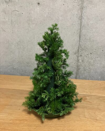 吸水スポンジ全体にヒロム(針葉樹)を挿した