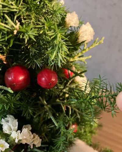 葉の芯が柔らかい針葉樹を葉と葉の間に挟む様子