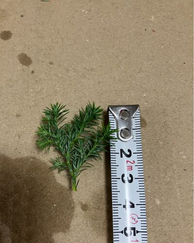 ヒロム(針葉樹)をメジャーで測っている様子