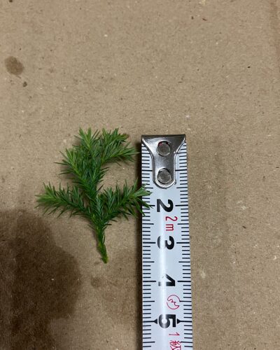 ヒロム(針葉樹)の下葉を取り除いた