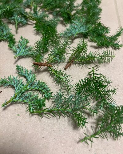 ヒムロ(針葉樹)の葉を3~5㎝にカットして、下葉を取り除いた様子