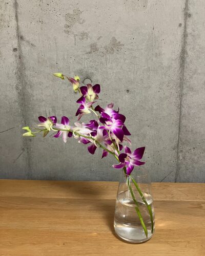 白と濃い紫のデンファレ2本を透明ガラス花瓶に生けた様子