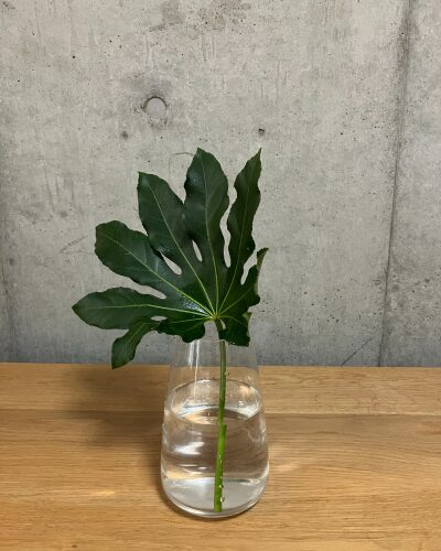 ヤツデを透明のガラス花瓶に生けている様子