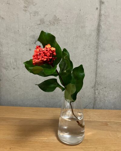 濃いオレンジのサンタンカ1本を透明ガラス花瓶に生けた様子