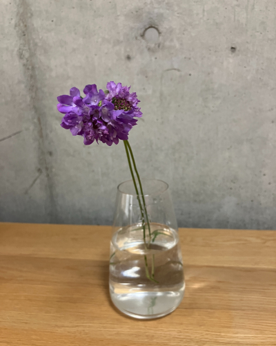 薄い紫のスカビオサ2本を透明ガラス花瓶に生けた様子