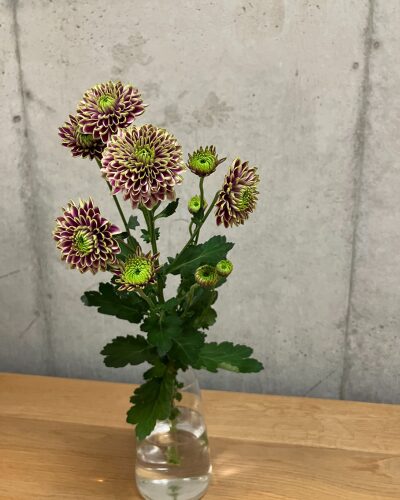 紫とグリーンのスプレーマムを透明のガラス花瓶に生けた様子