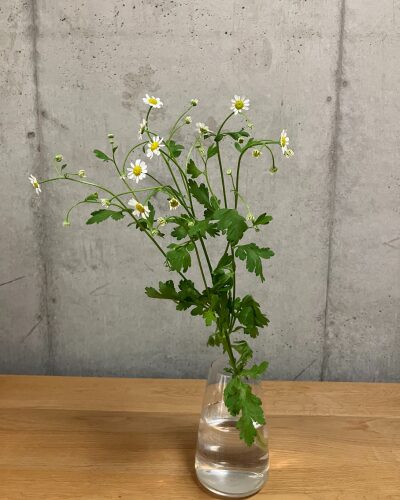 小さなキク科の白いお花マトリカリアを透明のガラス花瓶に生けた様子