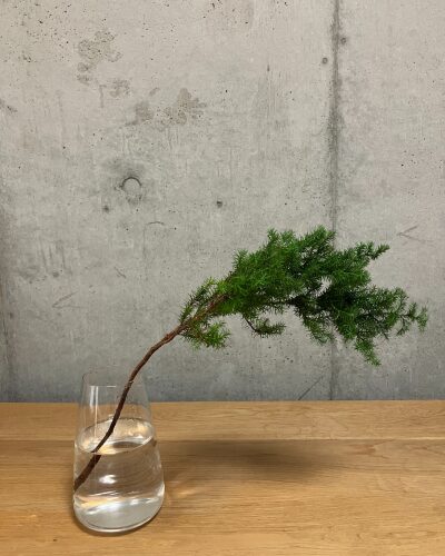 サツマスギを透明のガラス花瓶に生けた様子