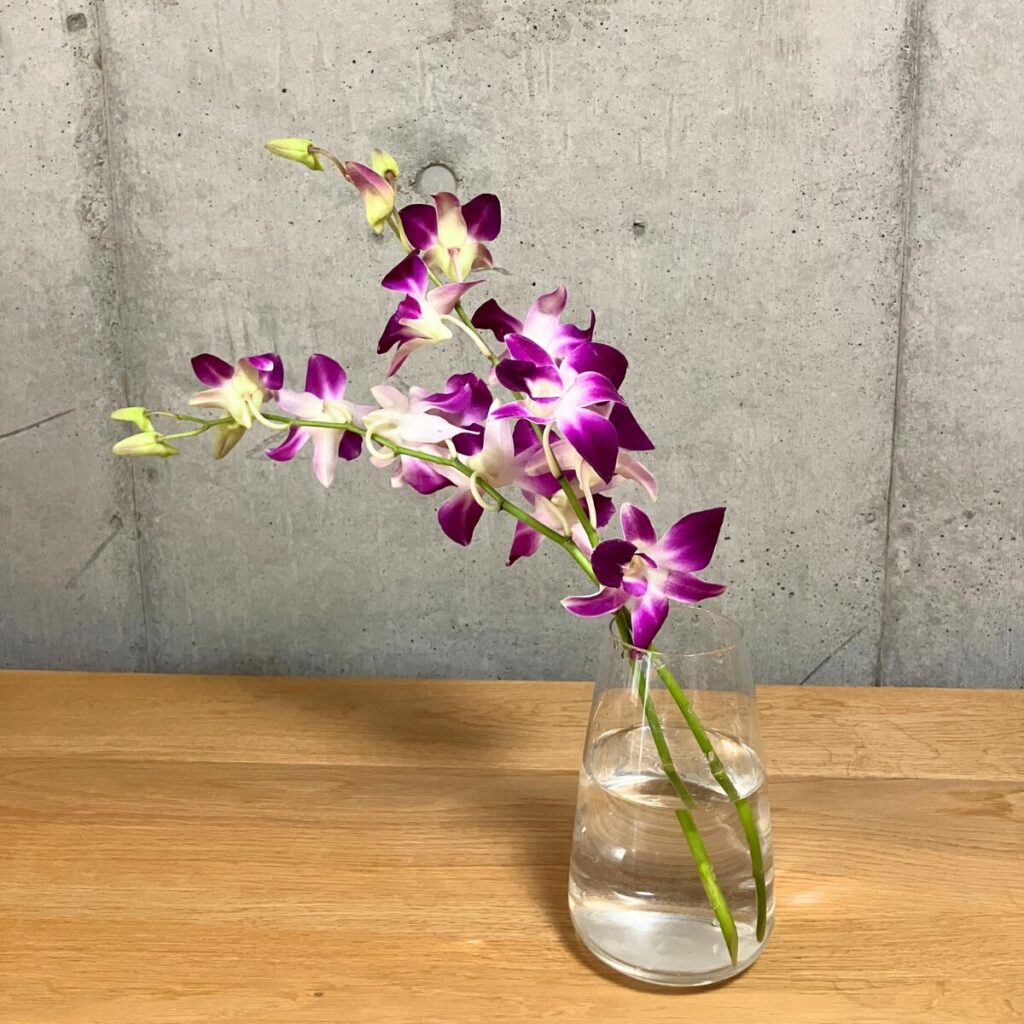 白と濃い紫のデンファレ2本を透明ガラス花瓶に生けた様子