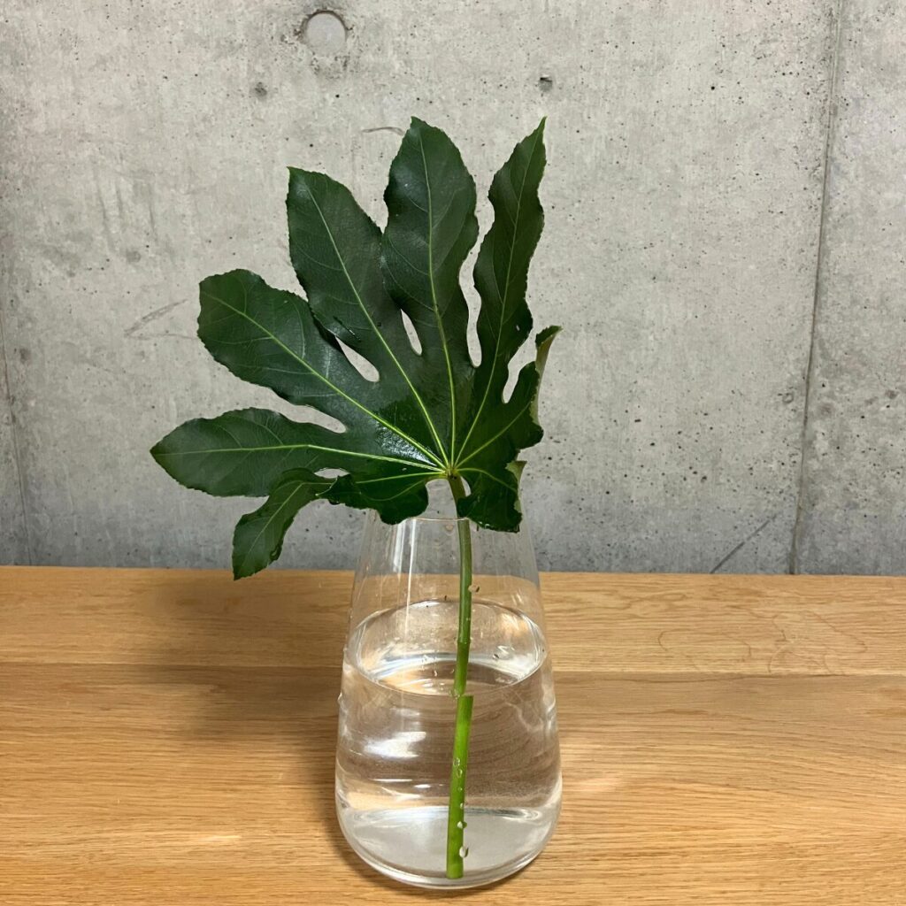 ヤツデを透明のガラス花瓶に生けている様子