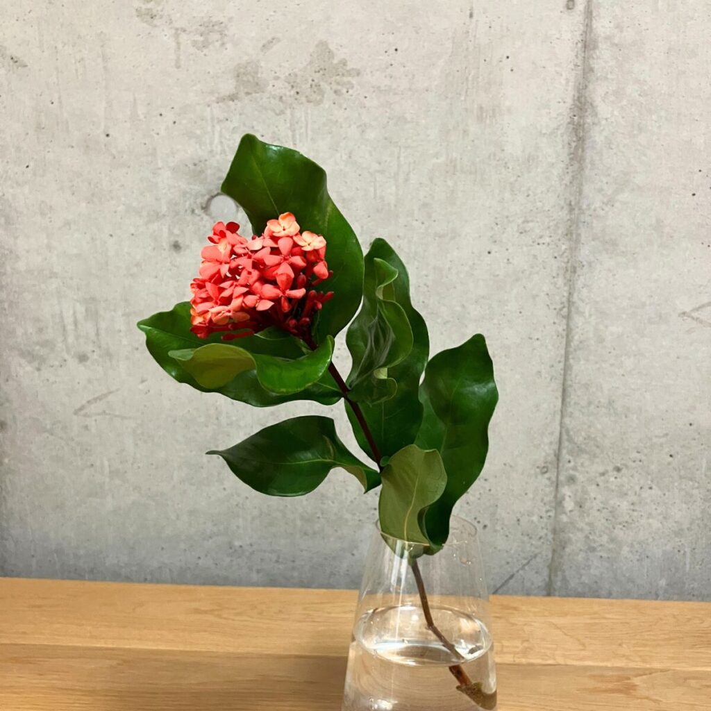 濃いオレンジのサンタンカ1本を透明ガラス花瓶に生けた様子