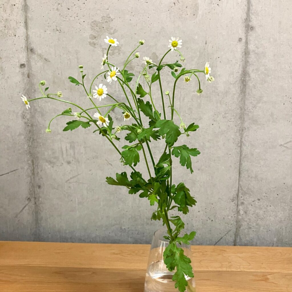 小さなキク科の白いお花マトリカリアを透明のガラス花瓶に生けた様子