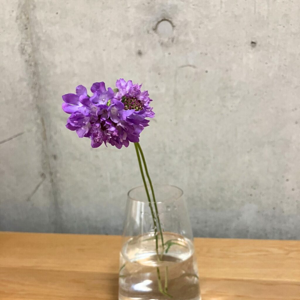 薄い紫のスカビオサ2本を透明ガラス花瓶に生けた様子