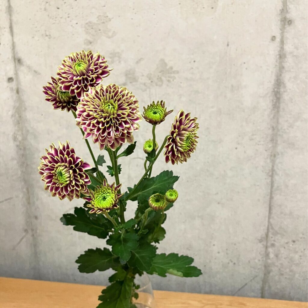 紫とグリーンのスプレーマムを透明のガラス花瓶に生けた様子