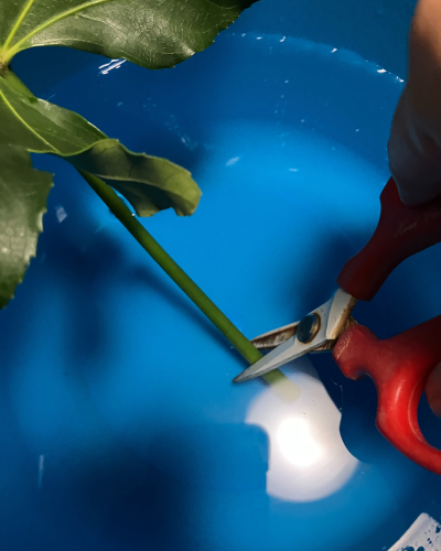 バケツの水の中でヤツデをカットしている様子