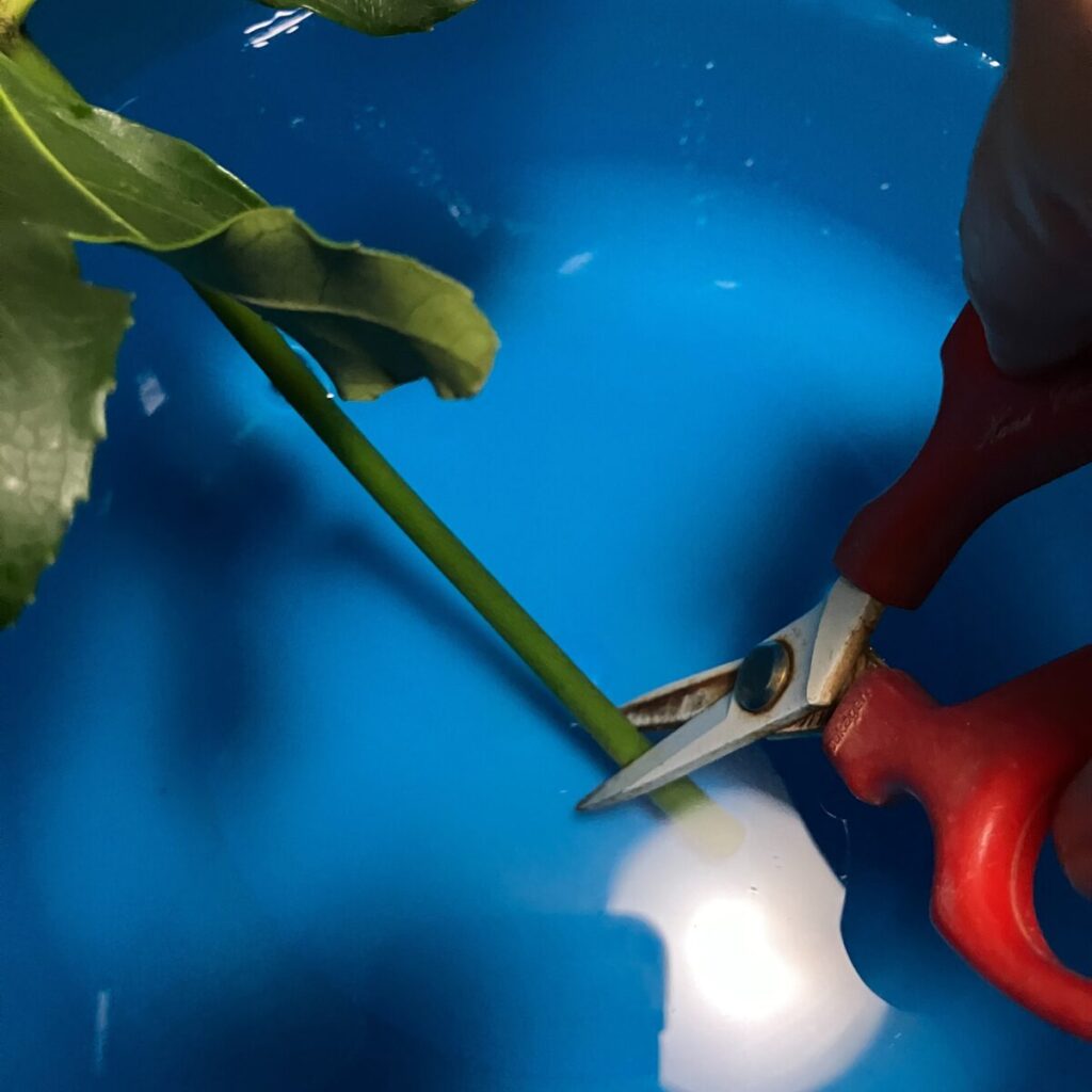 バケツの水の中でヤツデをカットしている様子