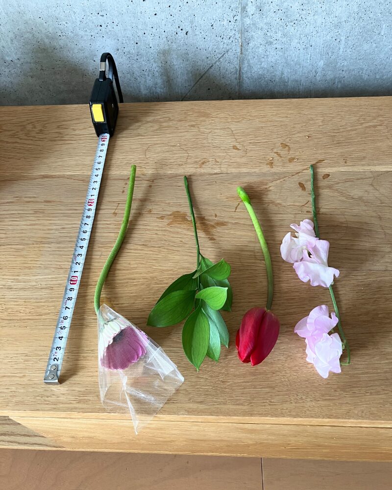 ブルーミーのお花の長さをメジャーで計測している様子（約20cm前後）