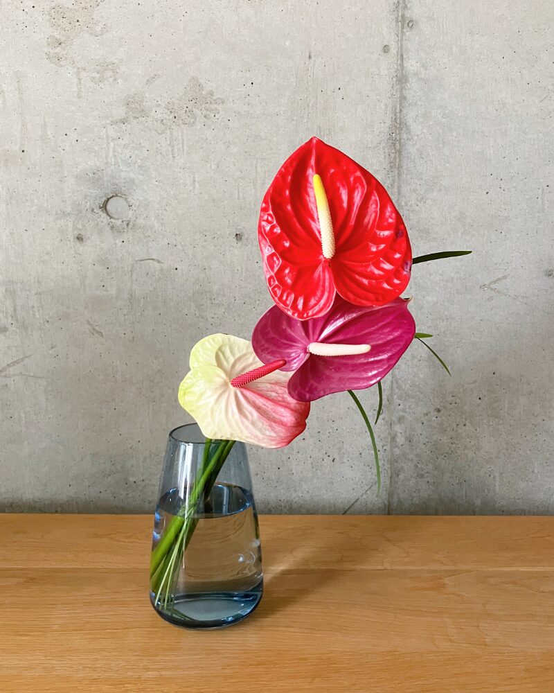 8月にリフトから届いた、暑さについアンスリウム