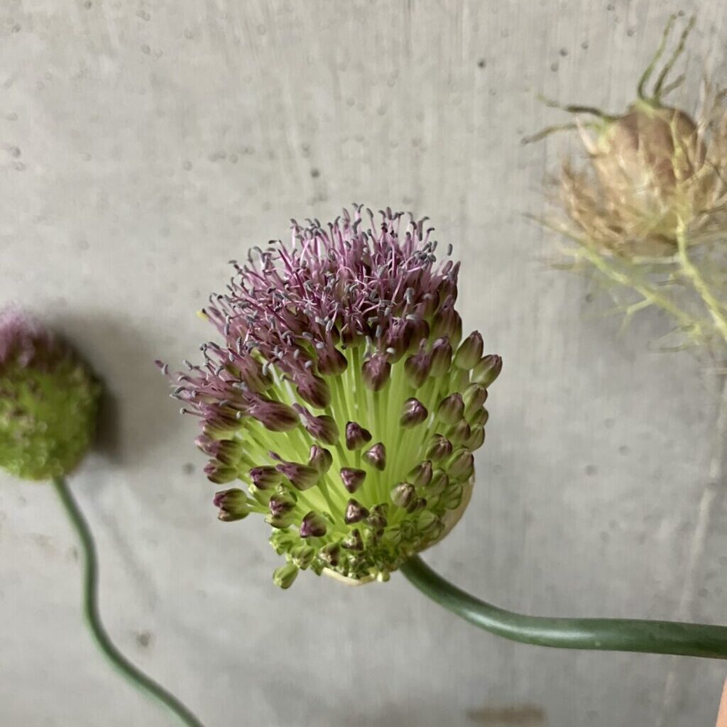 日本総合園芸の花の定期便スターターコースのお花が届いて10日後、アリウムが半分くらい花が咲いた様子