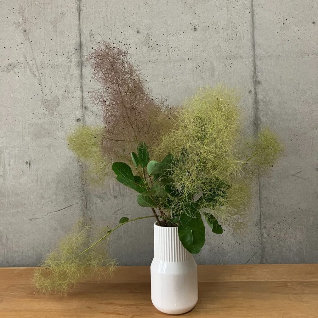 花瓶に生けたスモークツリー