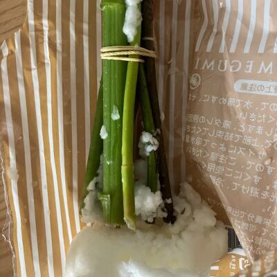 お花の茎が吸水ゼリーで保水されている様子