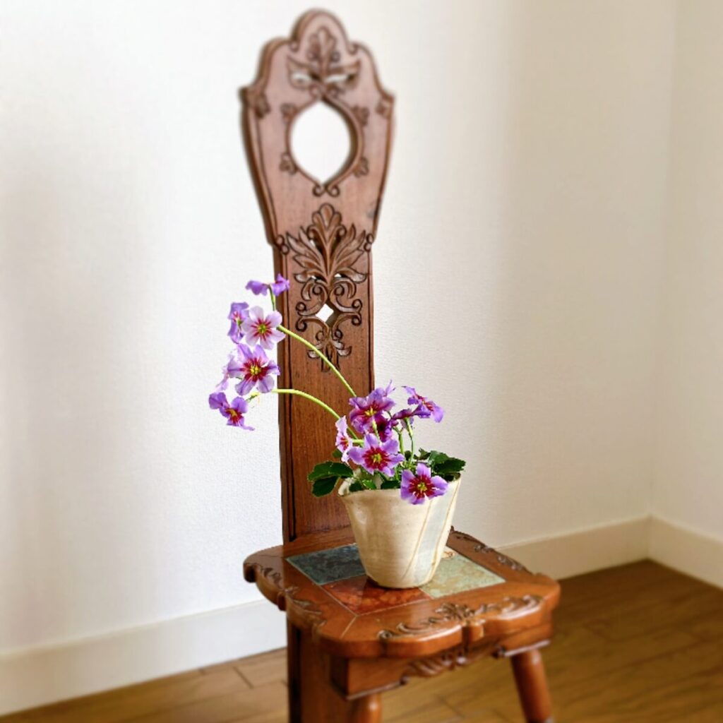 Leucocoryne arrangement on an old chair wide view