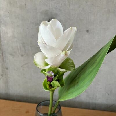 クルクマのアップ写真