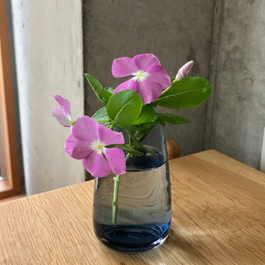 AQUA CULTURE VASEのサイズSのブルーにベランダで摘んだニチニチソウを生けた様子