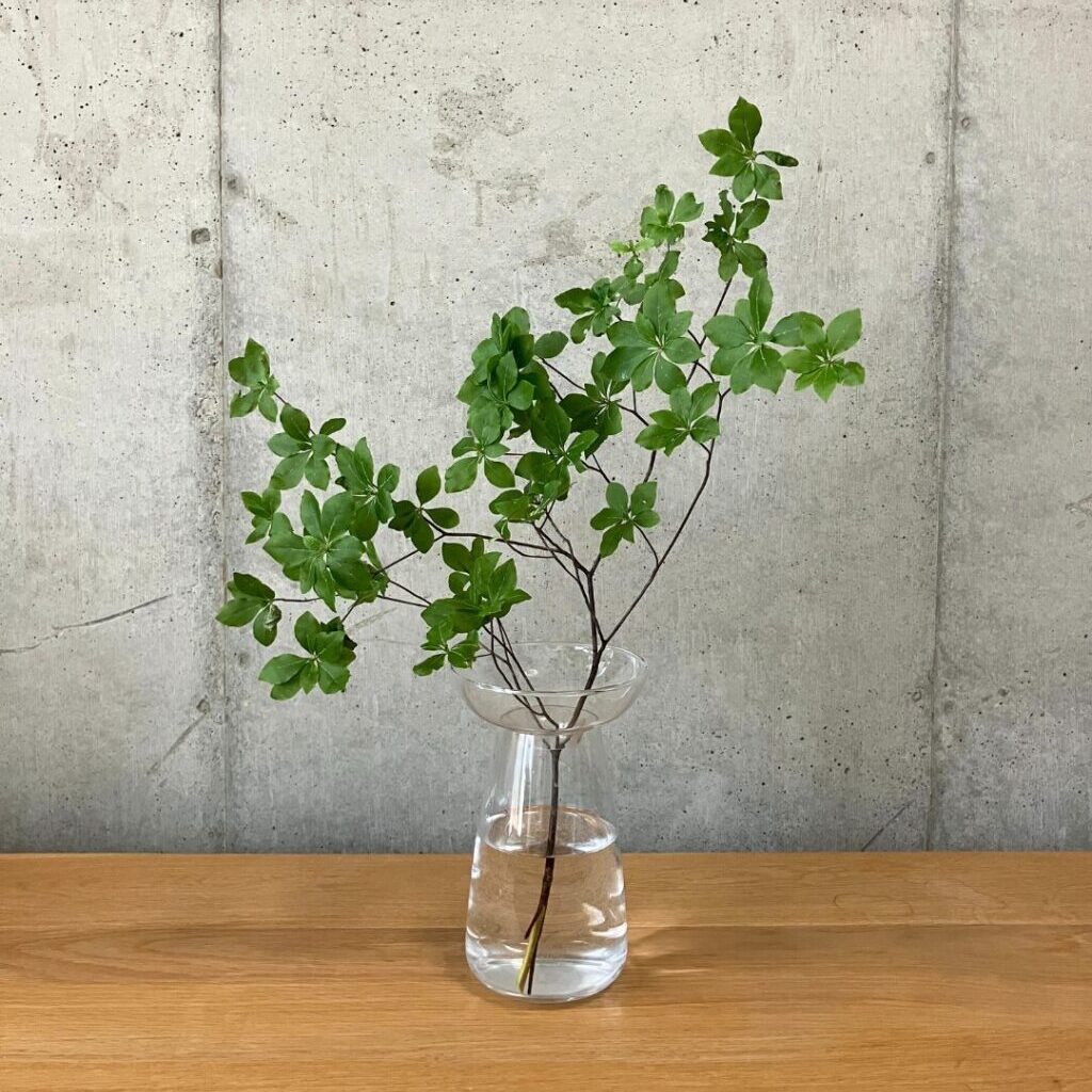 ドウダンツツジを透明花瓶に生けた写真