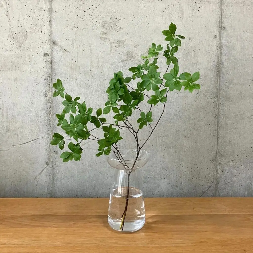 ドウダンツツジ　一本　お好きなの 苗木・植木 ドウダンツツジ 一本 お好きなの