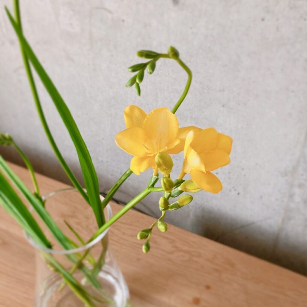 スーパーで購入した黄色のフリージアを花瓶に生けたアップ写真