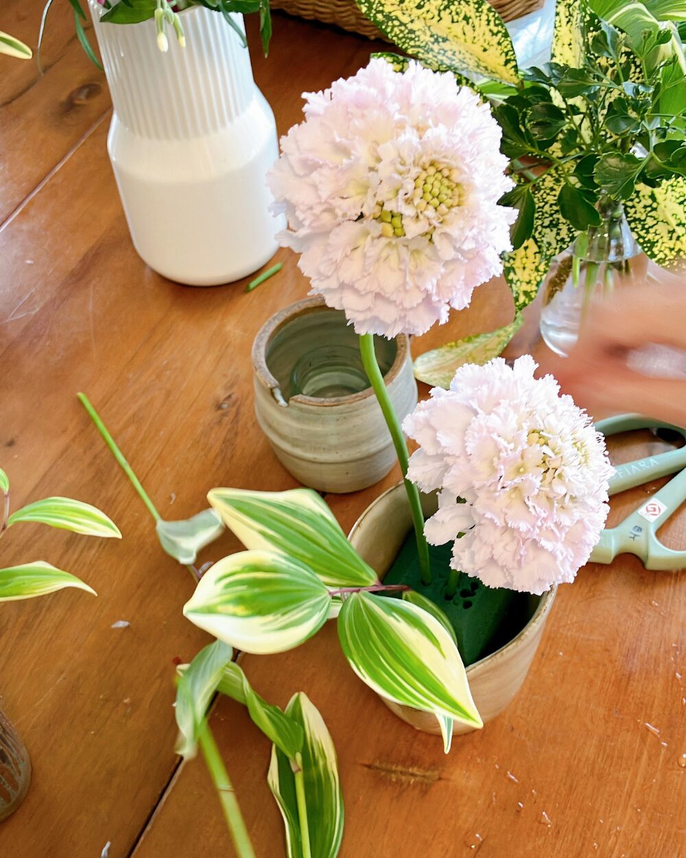 Hand arranging pale pink Scabiosa stems into a ceramic vessel.