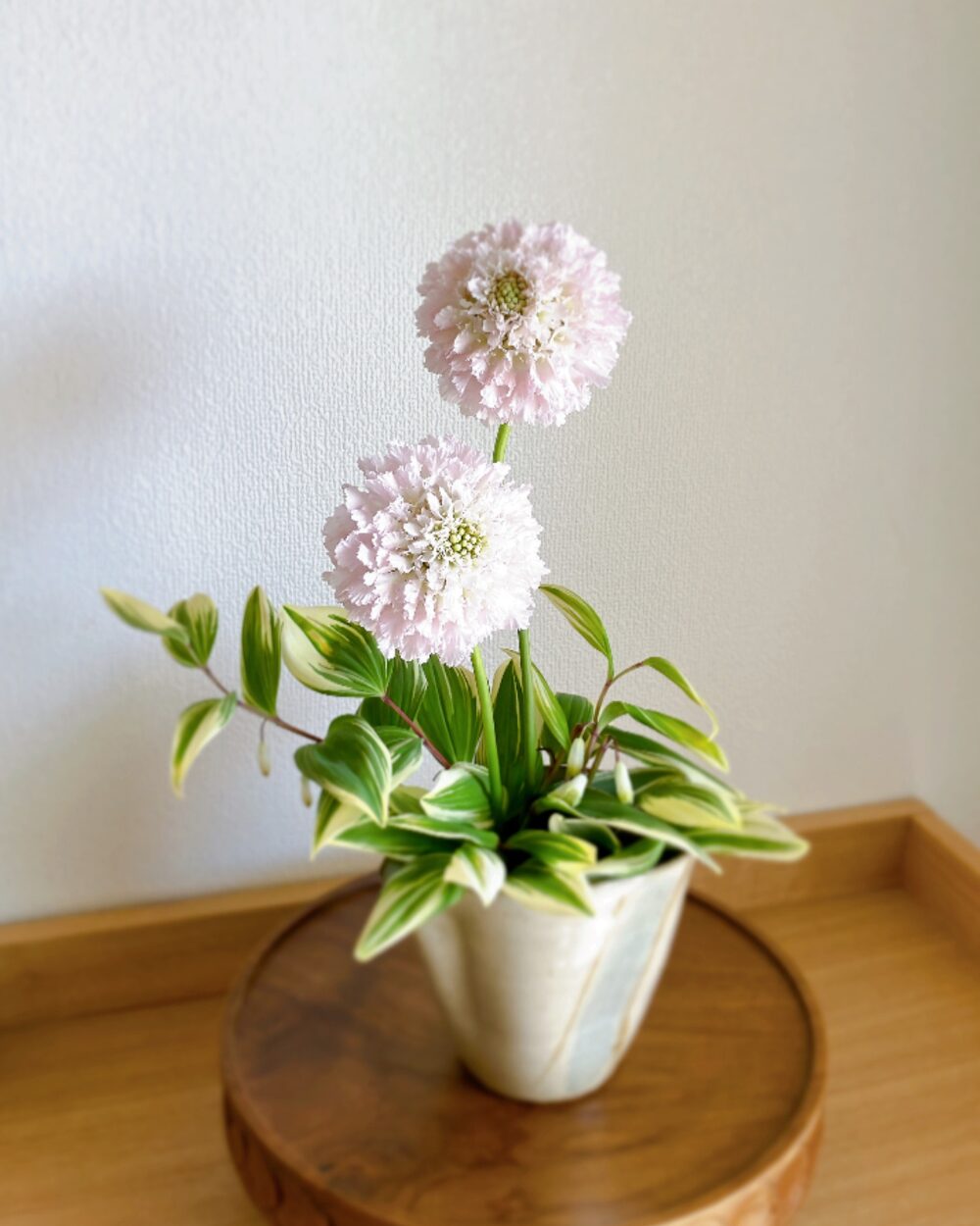 Minimalist pink Scabiosa arrangement in a Japanese soba-tsuyu pitcher.